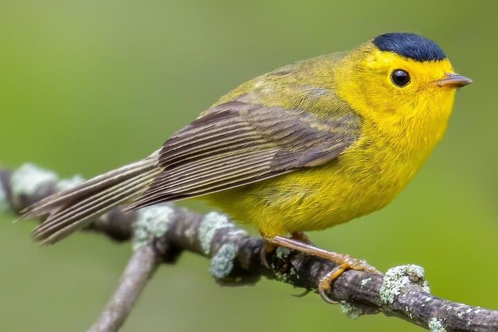 Finca El Pilar Birdwatching and Scenic Trail Near Antigua Guatemala photo 4