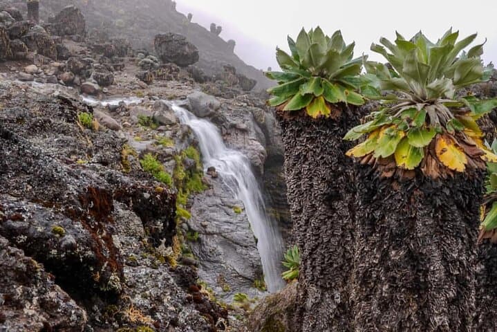 8-Day Lemosho Route Climb: Mount Kilimanjaro Trek for Experienced Trekkers photo 4