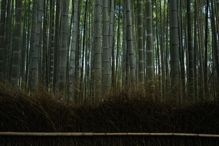 Early Morning Kyoto Walking Tour — Fushimi Inari, Kinkakuji & Arashiyama photo 6