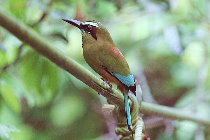 Curu Wildlife Refuge and Tortuga Island Day Trip from Tambor photo 3