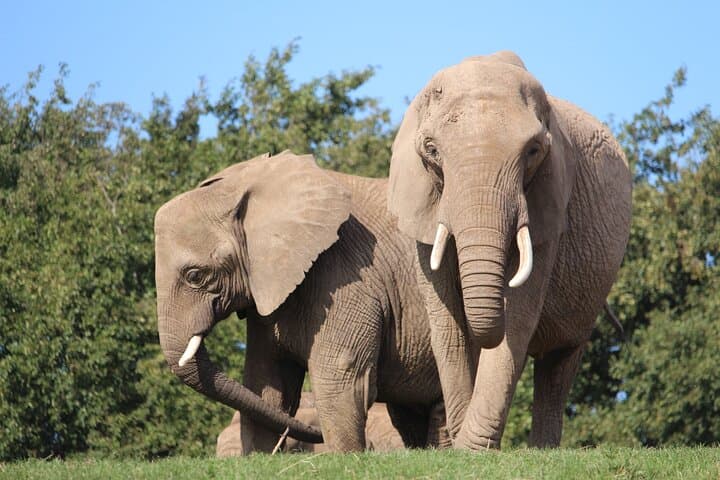 Howletts Wild Animal Park Day Ticket — Elephant and Gorilla Encounters near Canterbury photo 2