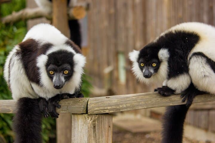 Howletts Wild Animal Park Day Ticket — Elephant and Gorilla Encounters near Canterbury photo 3
