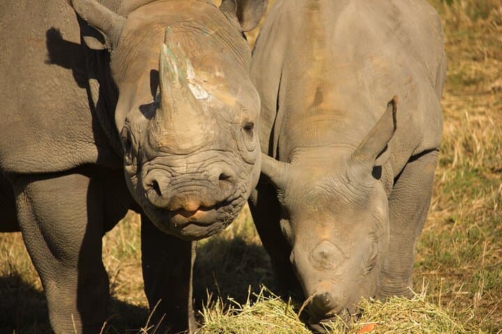 Howletts Wild Animal Park Day Ticket — Elephant and Gorilla Encounters near Canterbury photo 4