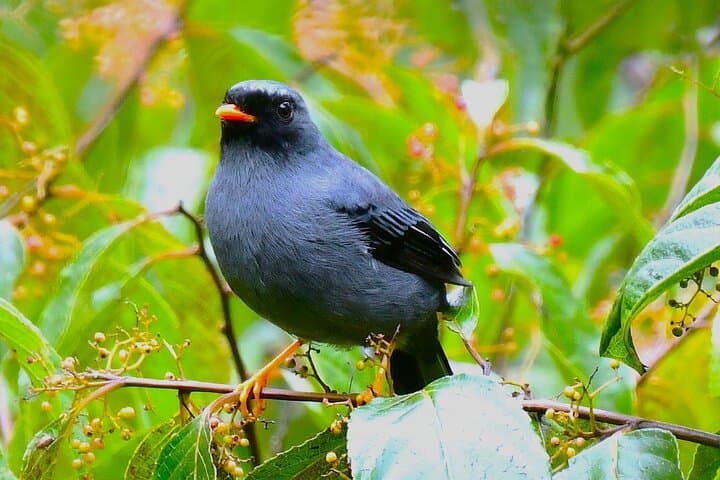 Monteverde Cloud Forest Guided Walk: 2-Hour Wildlife and Suspension Bridge Tour photo 4