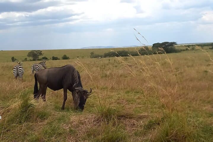 3-Day Masai Mara Safari: Game Drives, Mara River & Maasai Village photo 4
