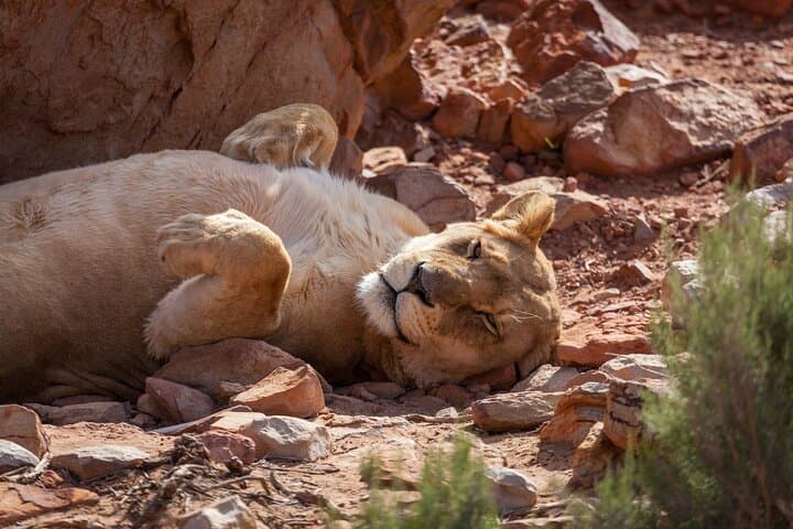 Sunset Big 5 Aquila Safari: Snacks and Wine Tasting from Cape Town photo 2