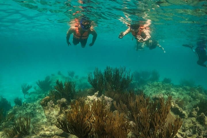 Swim with Akumal Sea Turtles — Guided Snorkel & GoPro Photos photo 2