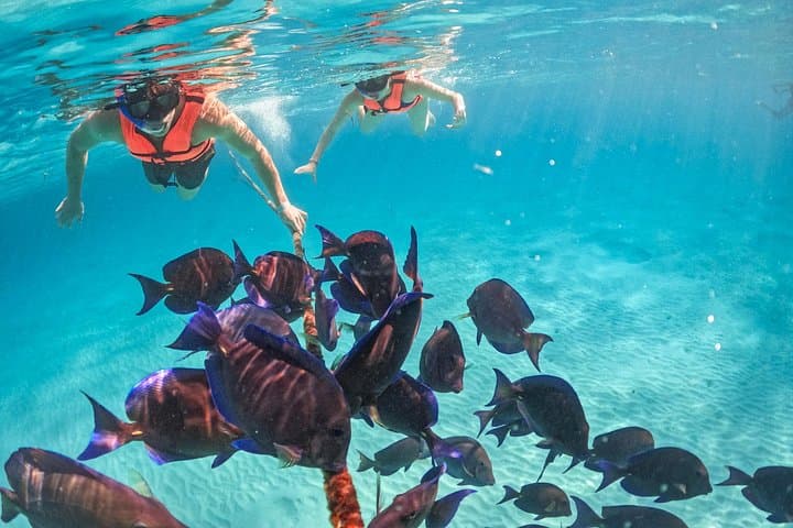 Swim with Akumal Sea Turtles — Guided Snorkel & GoPro Photos photo 3