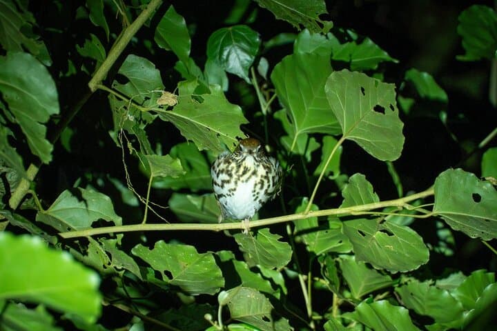 Monteverde Night Walk: Guided Nocturnal Cloud-Forest Tour at Finca Ficus photo 4