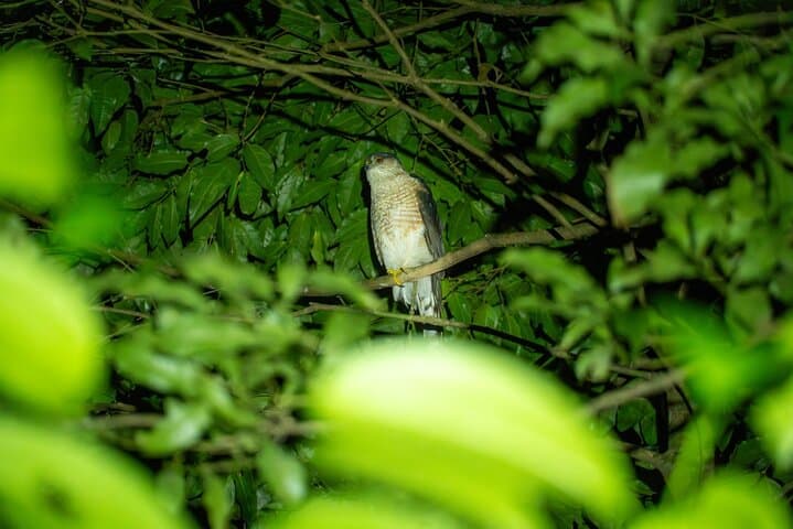 Monteverde Night Walk: Guided Nocturnal Cloud-Forest Tour at Finca Ficus photo 5