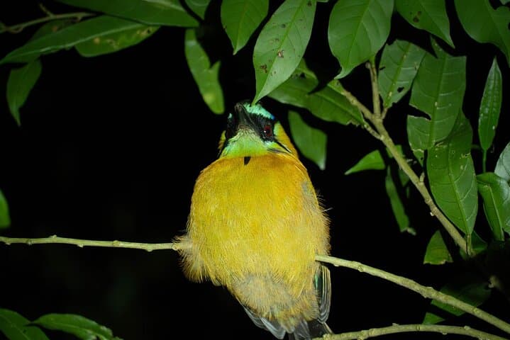 Monteverde Night Walk: Guided Nocturnal Cloud-Forest Tour at Finca Ficus photo 6