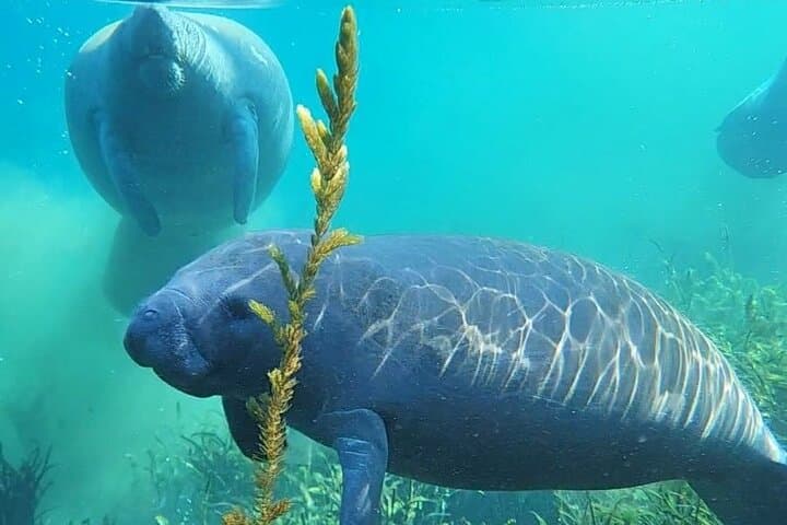 Silver Springs Premium Kayak Wildlife Experience — Guided Eco Kayaking in Florida photo 5
