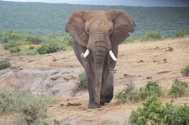 Big 5 Safari Day Trip to Addo Elephant National Park from Port Elizabeth photo 3