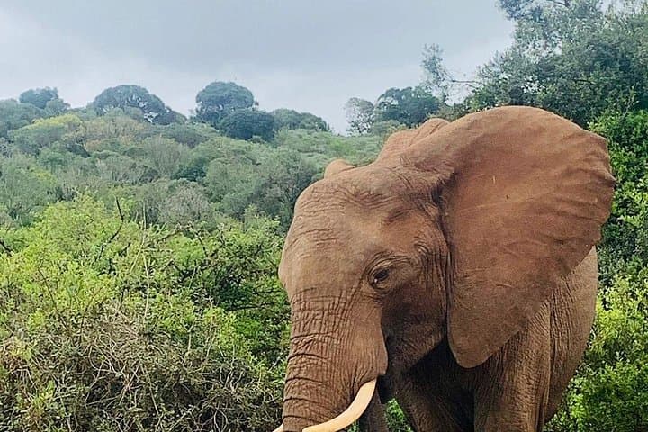 Big 5 Safari Day Trip to Addo Elephant National Park from Port Elizabeth photo 4