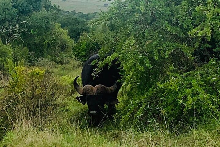 Big 5 Safari Day Trip to Addo Elephant National Park from Port Elizabeth photo 5