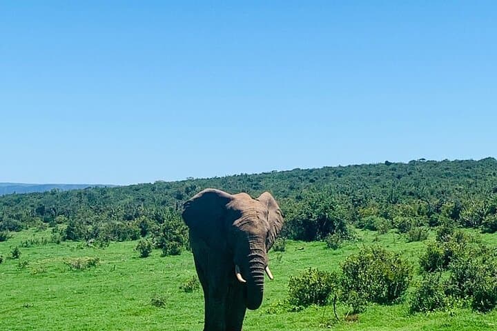 Big 5 Safari Day Trip to Addo Elephant National Park from Port Elizabeth photo 6