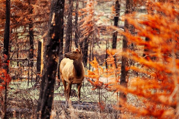 Secrets of Jasper: Guided Snowshoe Tour Through Jasper National Park photo 5