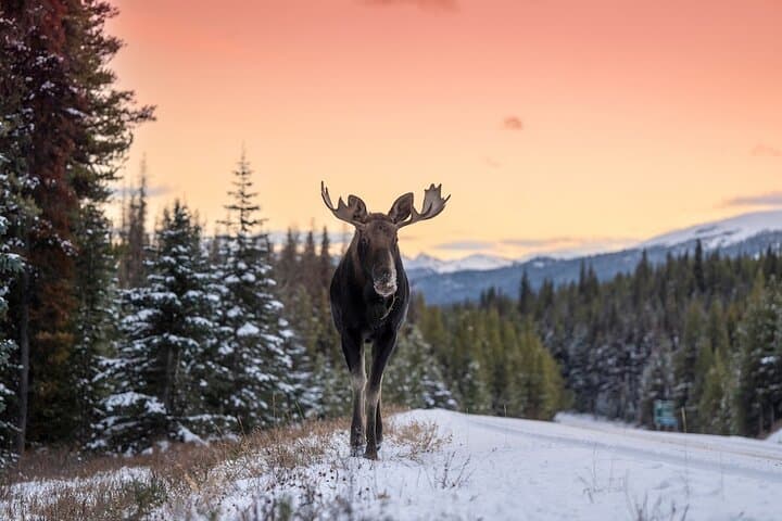 Secrets of Jasper: Guided Snowshoe Tour Through Jasper National Park photo 6