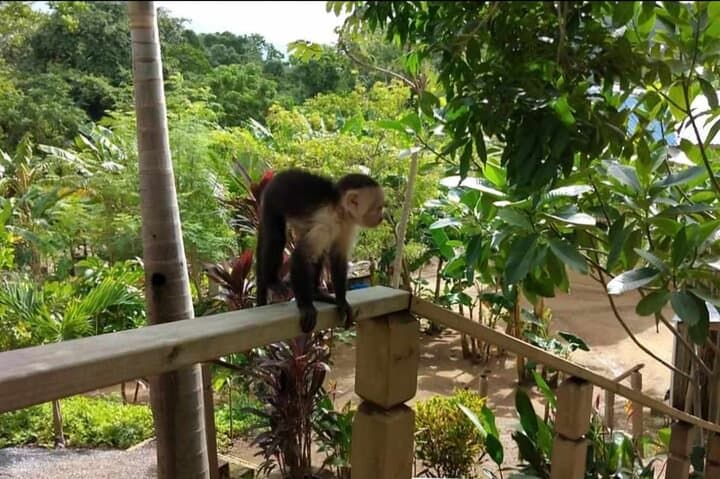 Roatán Wild-Life Eco-Park: Monkey & Sloth Sanctuary with Chocolate & Rum Tasting photo 3