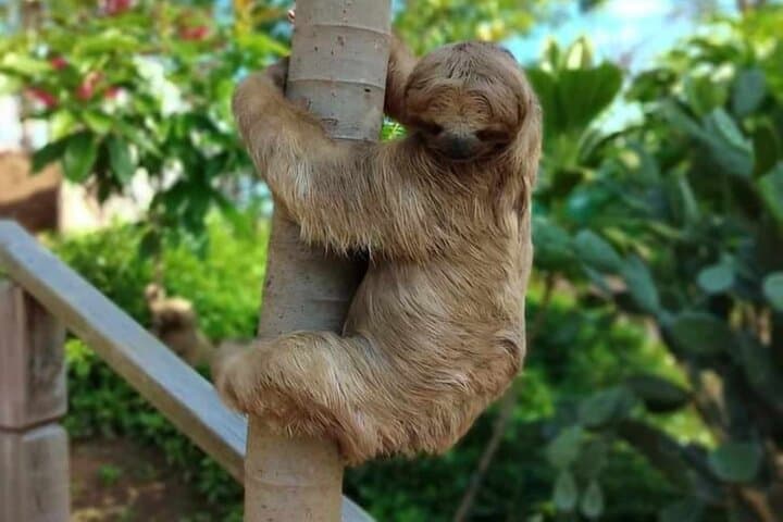 Roatán Wild-Life Eco-Park: Monkey & Sloth Sanctuary with Chocolate & Rum Tasting