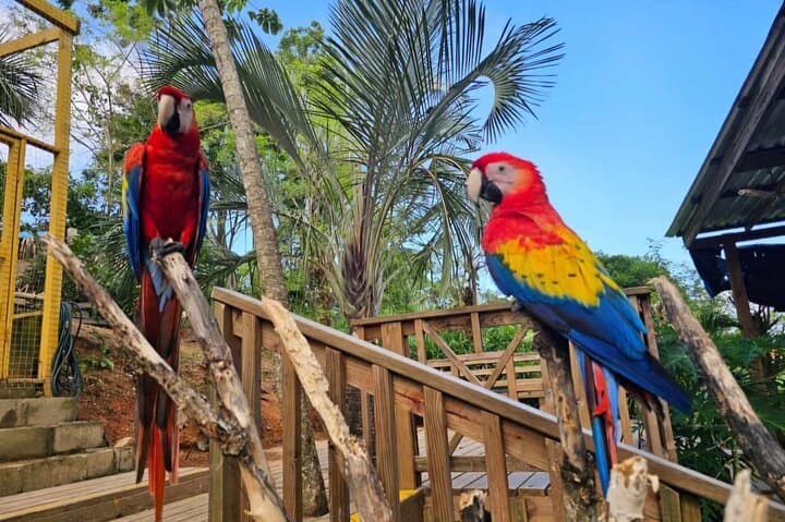 Roatán Wild-Life Eco-Park: Monkey & Sloth Sanctuary with Chocolate & Rum Tasting photo 2
