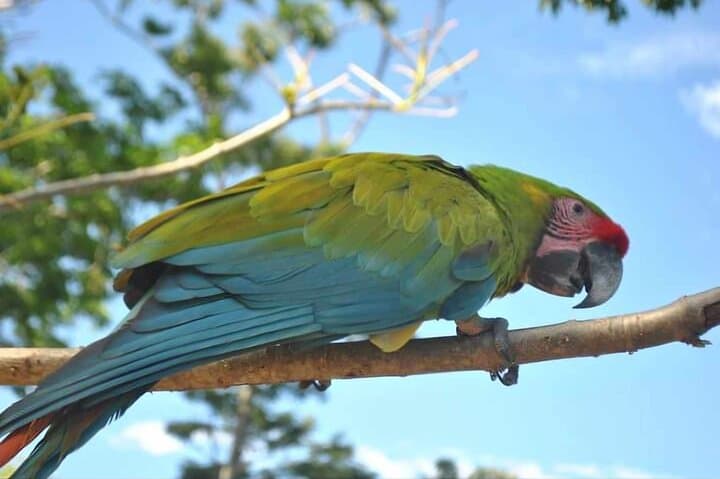 Roatán Wild-Life Eco-Park: Monkey & Sloth Sanctuary with Chocolate & Rum Tasting photo 6