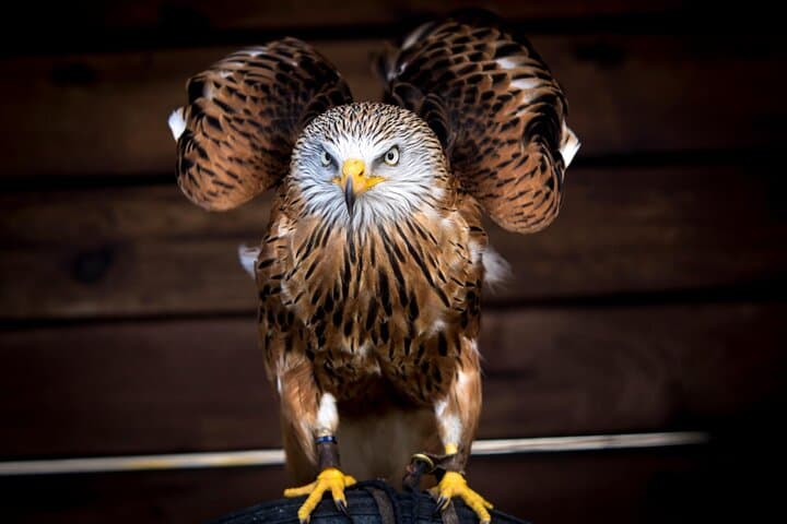 Cliffs of Moher & Aillwee Caves Day Tour from Galway: Coast, Caves & Falconry photo 6