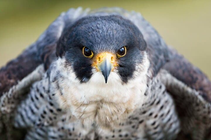 Cliffs of Moher & Aillwee Caves Day Tour from Galway: Coast, Caves & Falconry photo 4