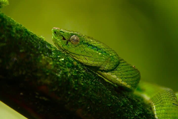Monteverde Cloud Forest Guided Walk: 2-Hour Wildlife and Suspension Bridge Tour