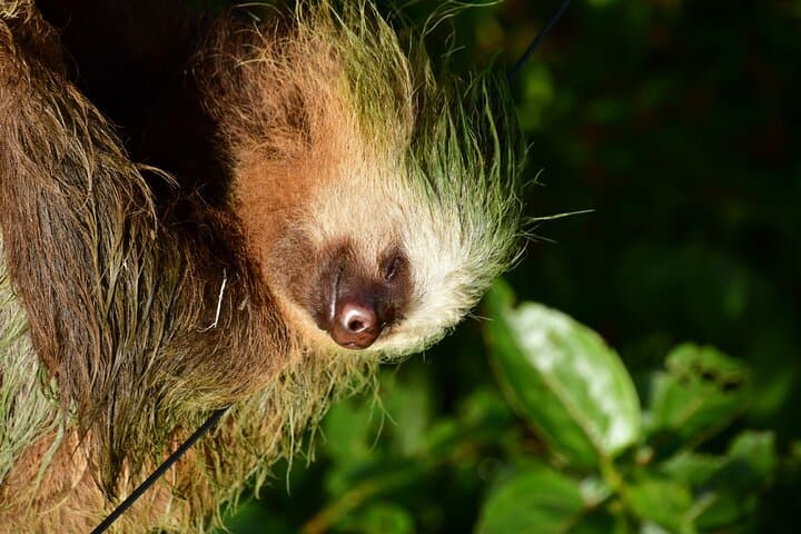 Monteverde Cloud Forest Guided Walk: 2-Hour Wildlife and Suspension Bridge Tour photo 2