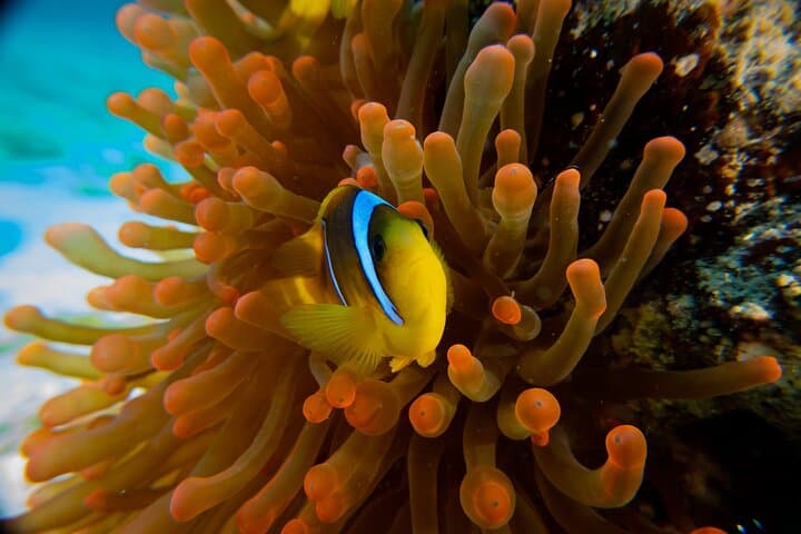 El Gouna Full-Day Snorkeling Tour — Red Sea Reefs & Boat Experience photo 2