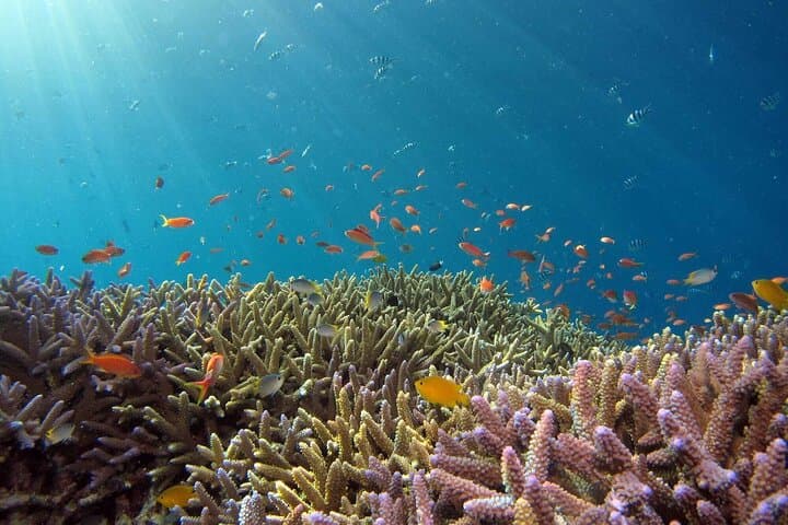El Gouna Full-Day Snorkeling Tour — Red Sea Reefs & Boat Experience photo 6