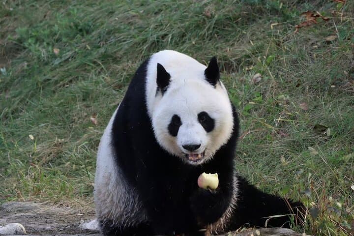 Private Xi'an Half-Day Panda Qizai Tour — See the Rare Qinling Brown Panda