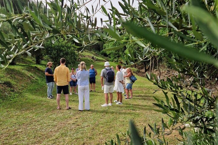 North Corfu Olive Tour: Olive Oil Tasting & Traditional Meze photo 6