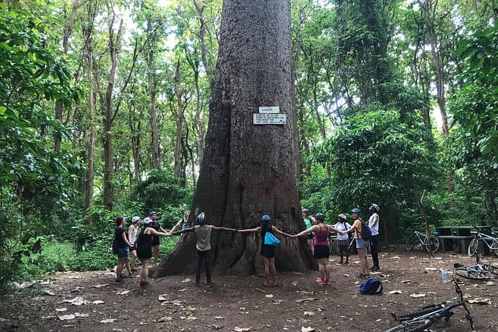 Moshi and Rau Forest Walking Tour: Mvule Tree, Colobus Monkeys & Local Culture photo 2