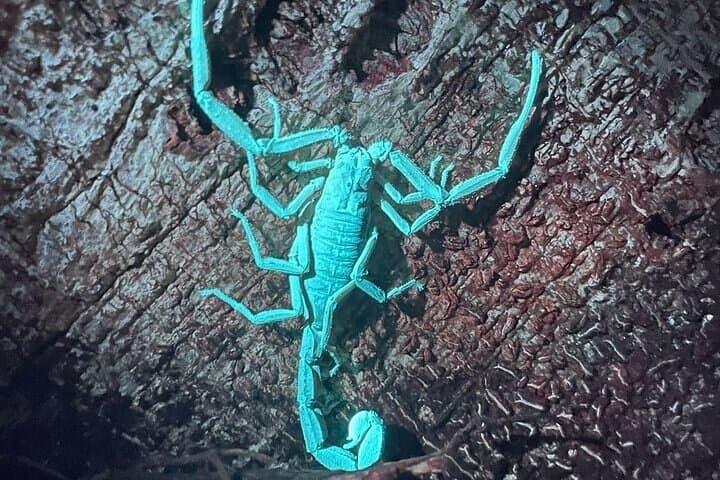 Manuel Antonio Night Walk — Herpetofauna Rescue Center After-Dark Tour photo 2