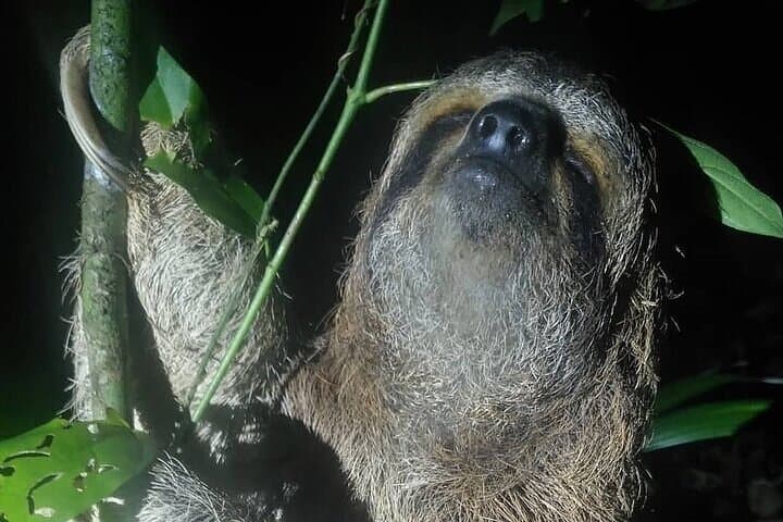 Manuel Antonio Night Walk — Herpetofauna Rescue Center After-Dark Tour photo 1