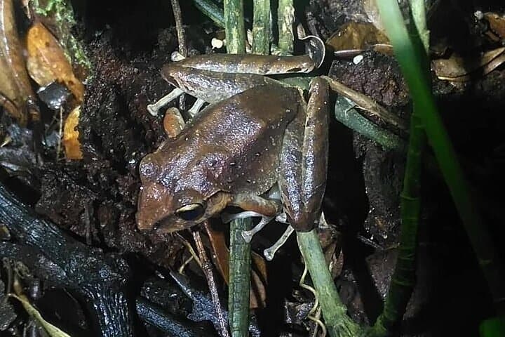 Manuel Antonio Night Walk — Herpetofauna Rescue Center After-Dark Tour photo 3