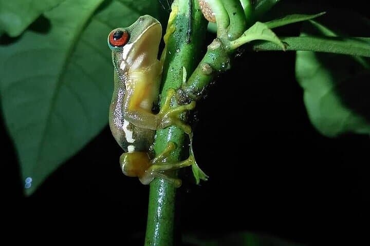 Manuel Antonio Night Walk — Herpetofauna Rescue Center After-Dark Tour photo 4
