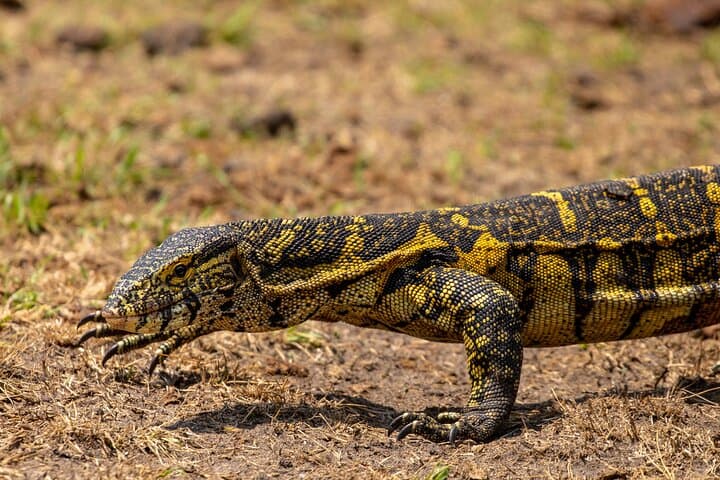 3-Day Queen Elizabeth National Park and Chimpanzee Tracking Tour photo 4