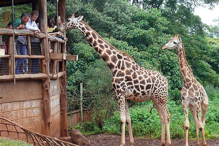 Close Encounters: Giraffe Centre, Nairobi National Museum & Kobe Beads Day Tour photo 6
