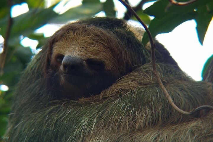 Wild Nature Experience: La Fortuna Rainforest Hike & Two Waterfalls