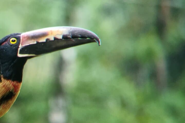 Wild Nature Experience: La Fortuna Rainforest Hike & Two Waterfalls photo 2