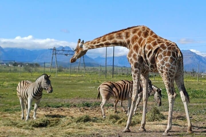 Cape Town Wildlife & Winelands Day Trip: Cheetah Outreach, Giraffe House & Stellenbosch Wines photo 5