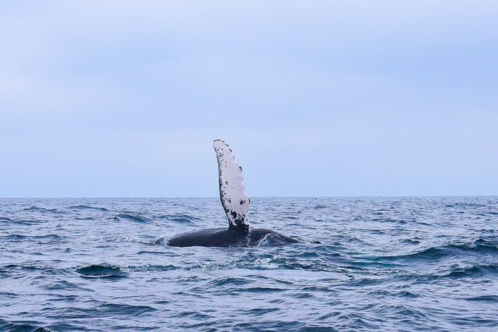 San José del Cabo Whale Watching: Guaranteed Sightings, Snacks & Expert Guides