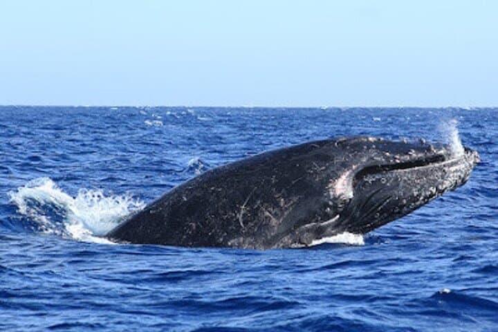 San José del Cabo Whale Watching: Guaranteed Sightings, Snacks & Expert Guides photo 2