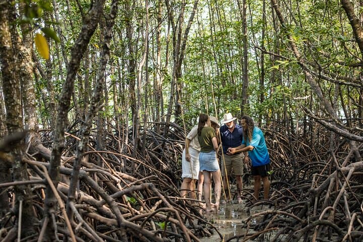 Daintree Rainforest & Aboriginal Coastal Adventure — Day Tour from Cairns photo 3