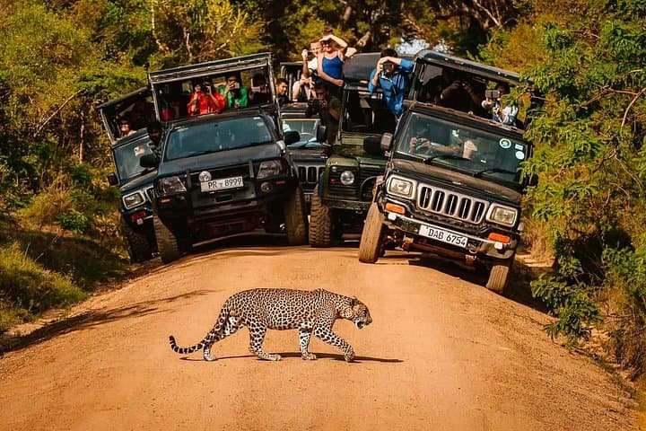 Yala National Park Jeep Safari: Full- and Half-Day Guide to Leopard Country photo 1