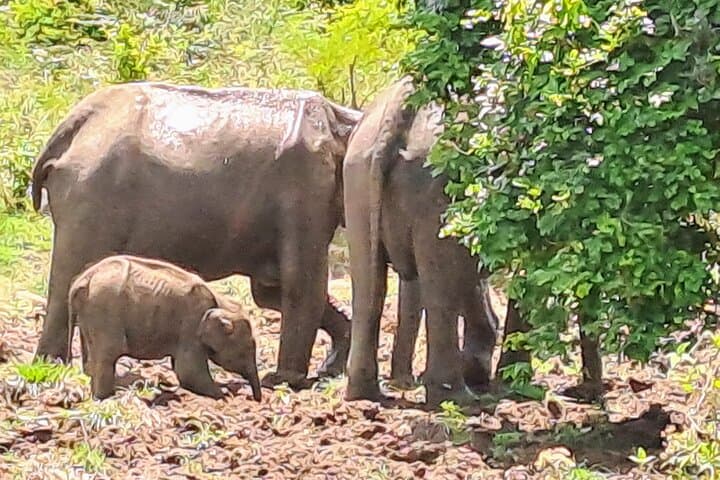 Private Guided Round Tour of Sri Lanka: Culture, Coastlines and Highlands by Car photo 6