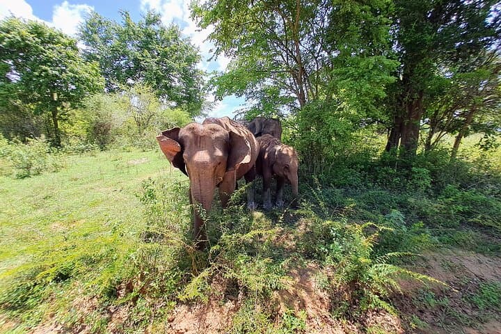 Private Guided Round Tour of Sri Lanka: Culture, Coastlines and Highlands by Car photo 5